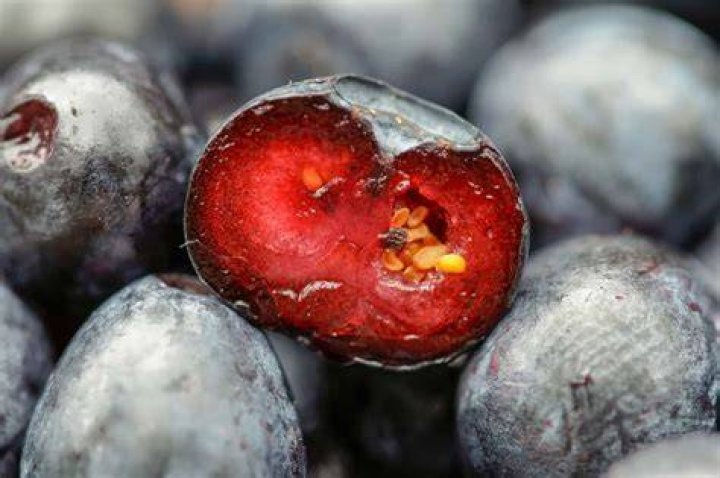 Blueberry Inside Here is a picture of the inside of a blue… Flickr